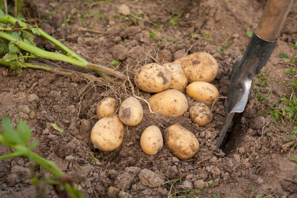Kartoffeln im erdigen Boden, die mit einem Spaten heraus gesammelt werden.
